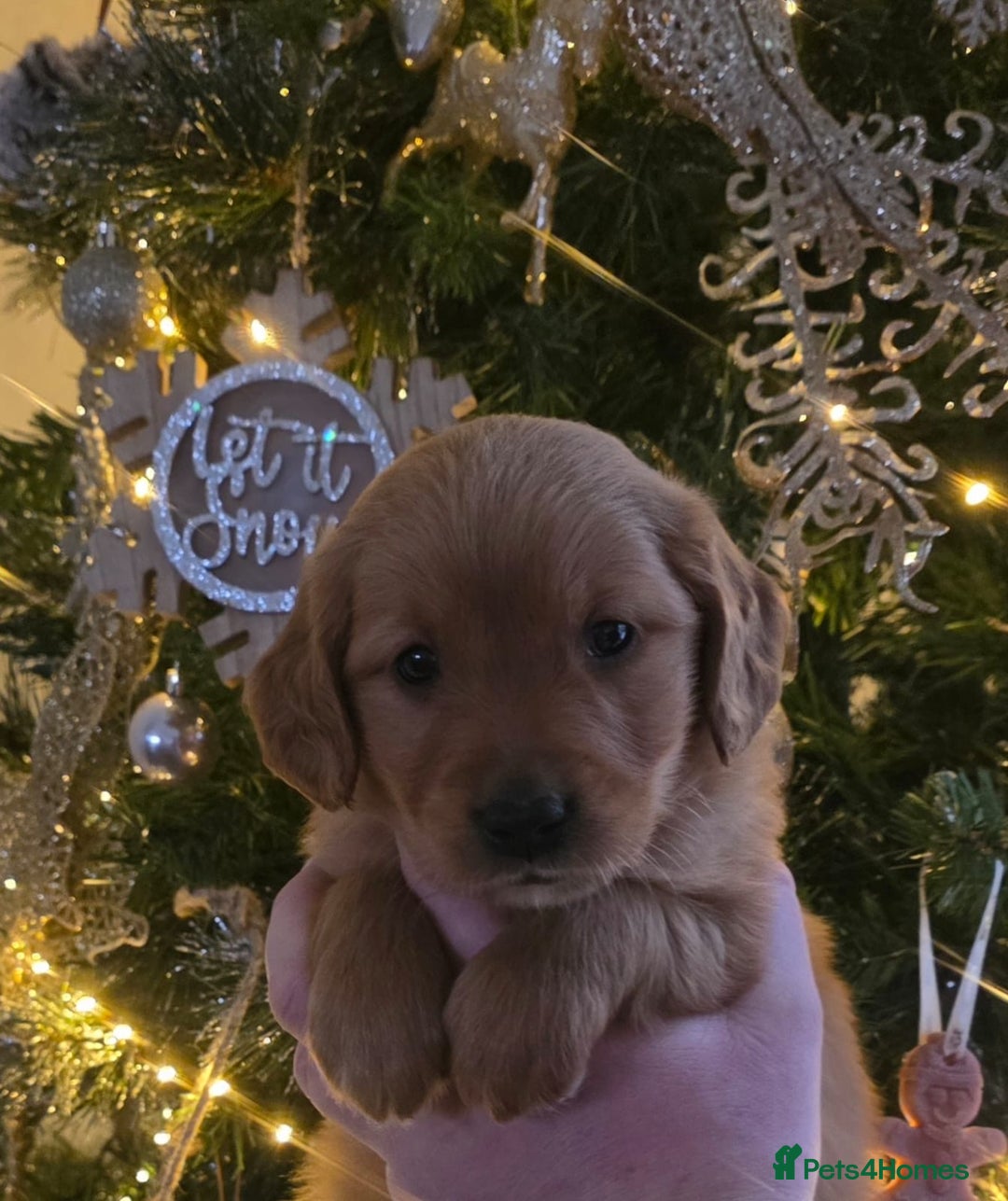 Golden Retriever dogs for sale: Dark Working Golden Retriever puppies - Advert 10