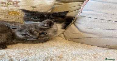 Persian cats - Advert 5