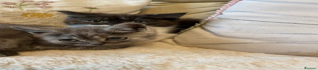 Persian Kitten 3