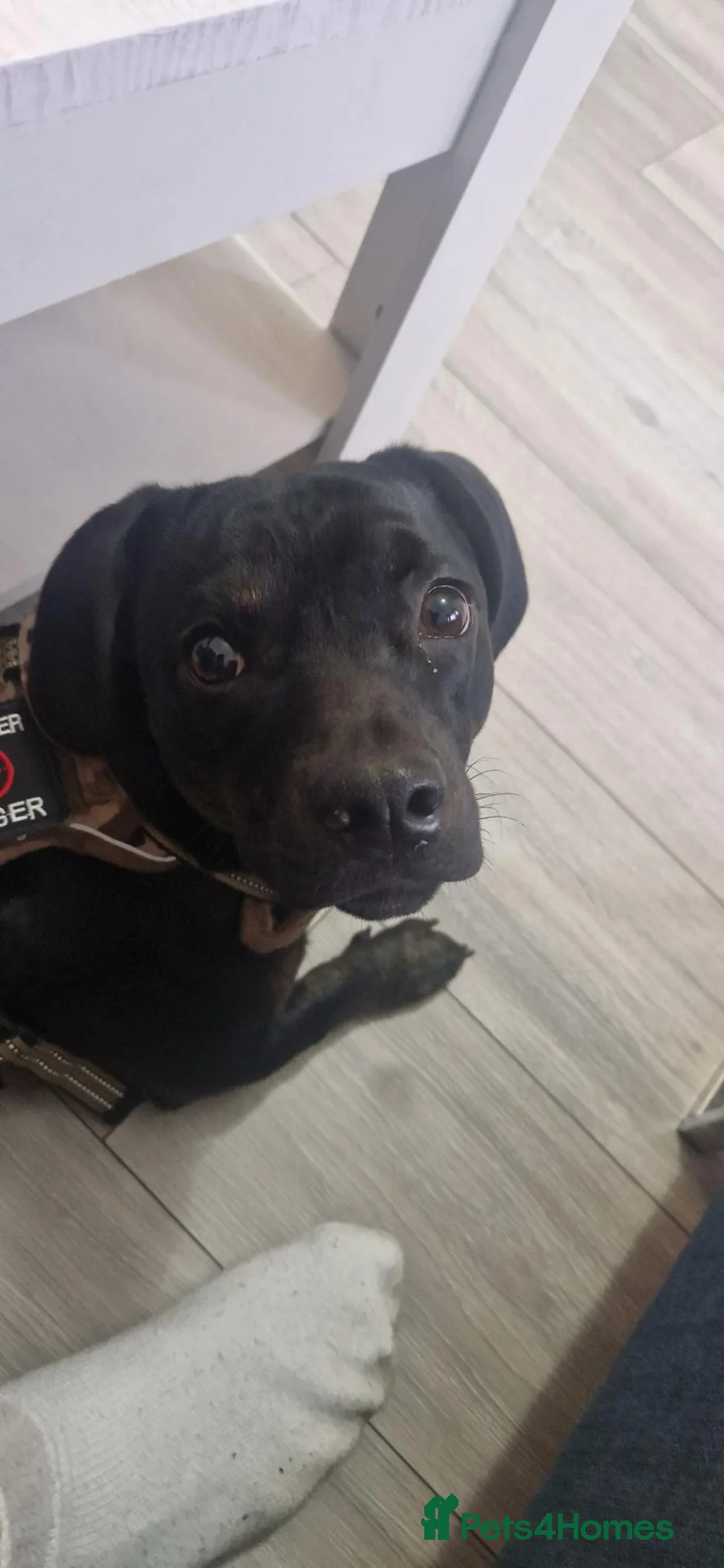 Mixed Breed dogs for sale: Dachshund mix needs rehome - Advert 2