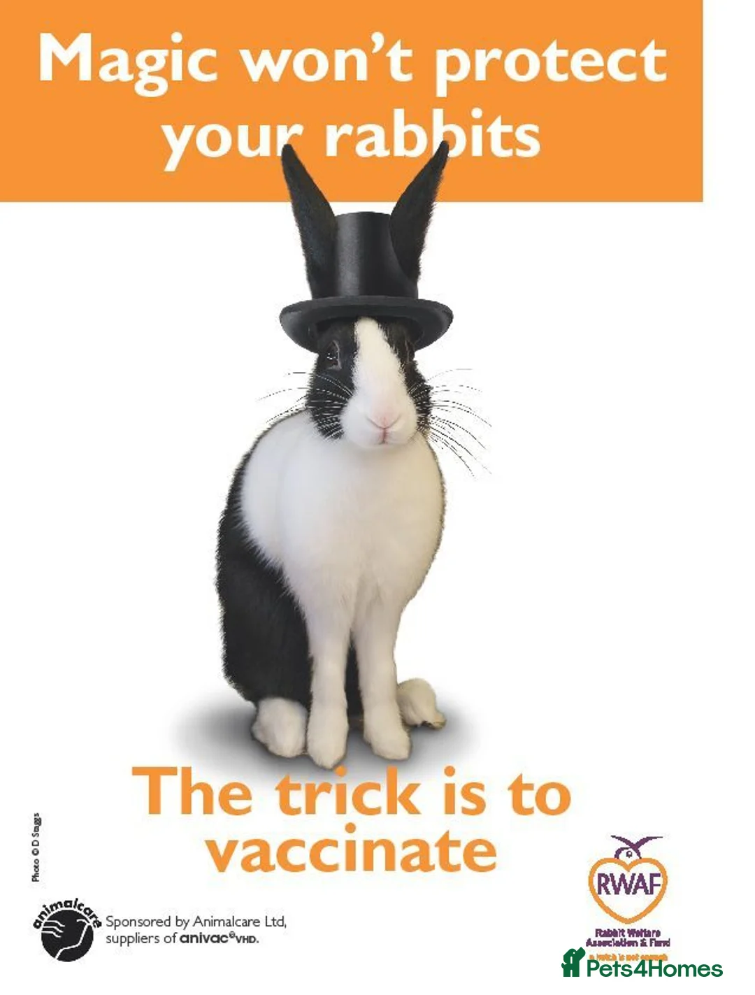 Continental Giant rabbits for sale: Pure Continental Giants - Vaccinated - RESERVE  😍 - Advert 11