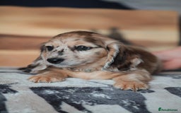 Miniature Dachshund dogs for sale: RED Russian Pedigree Miniature Dachshunds - Image 11