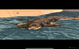 Mixed Breed dogs for sale: Bedlington cross cocker spaniel puppies  - Image 10