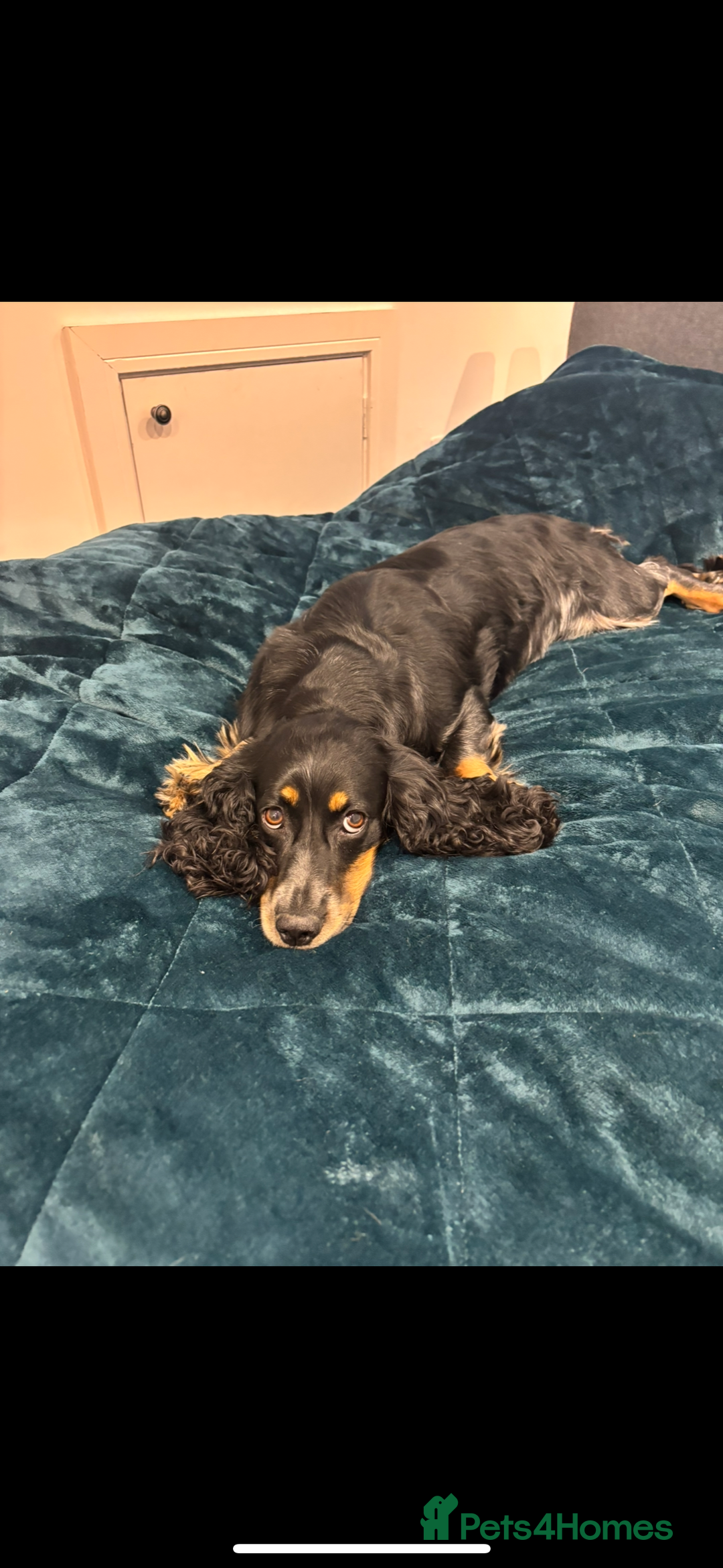 Mixed Breed dogs for sale: Bedlington cross cocker spaniel puppies  - Image 10