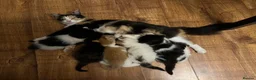 Mixed Breed cats for sale: Five adorable fluffballs looking for new homes - Advert 15