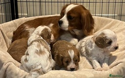 Cavapoo dogs for sale: 🐶🐩ADORABLE MINIATURE CAVAPOOS🐩🐶 - Image 13