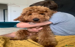 Australian Labradoodle dogs for stud: Australian Labradoodle Stud – Excellent Bloodlines - Image 9