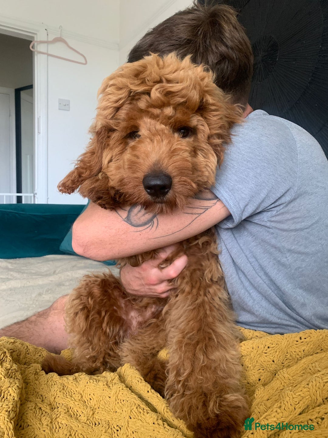 Australian Labradoodle dogs for stud: Australian Labradoodle Stud – Excellent Bloodlines - Image 9
