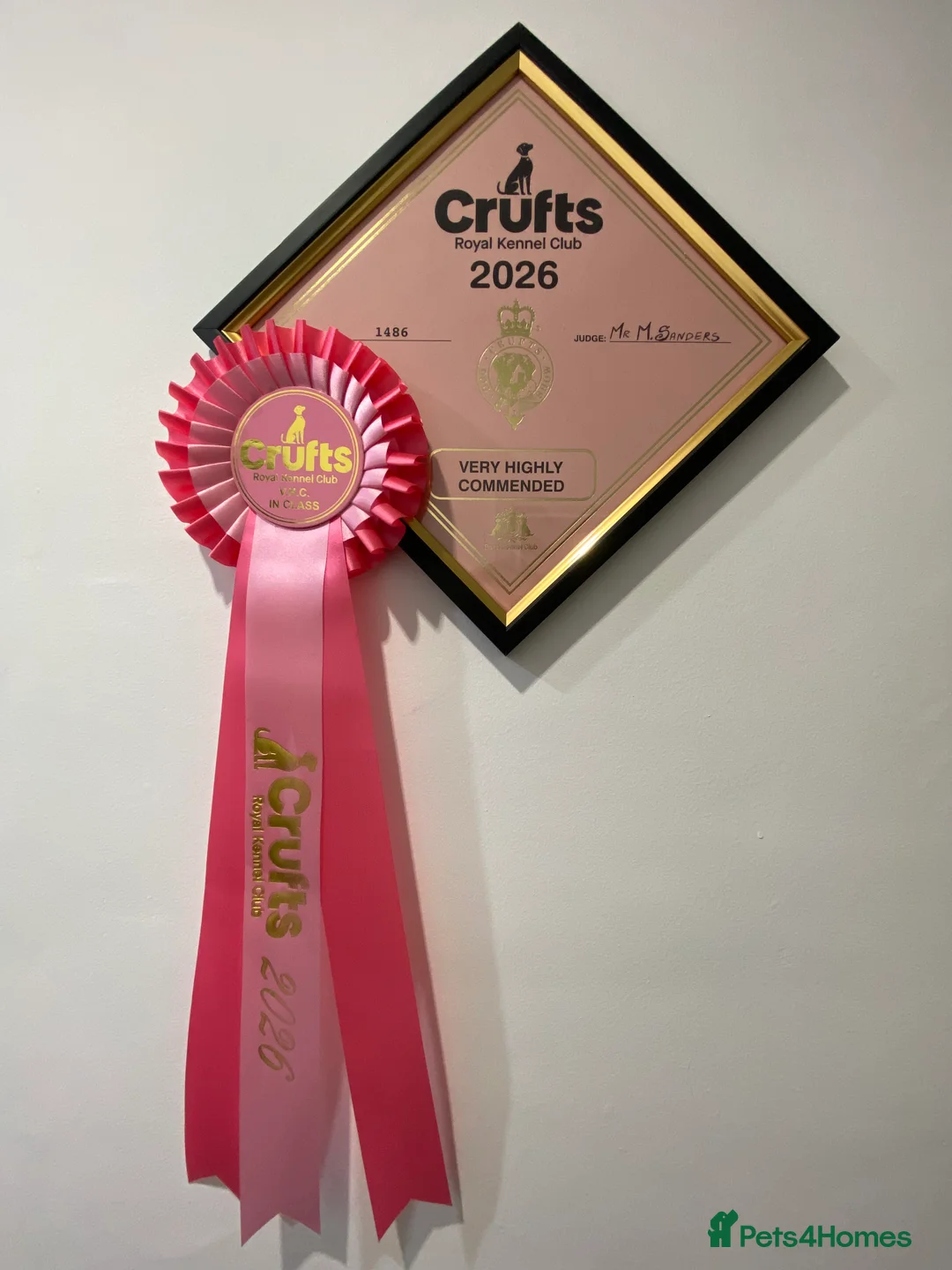 Miniature Dachshund dogs for stud: KC registered Miniature Dachshund Black and Tan - Advert 2