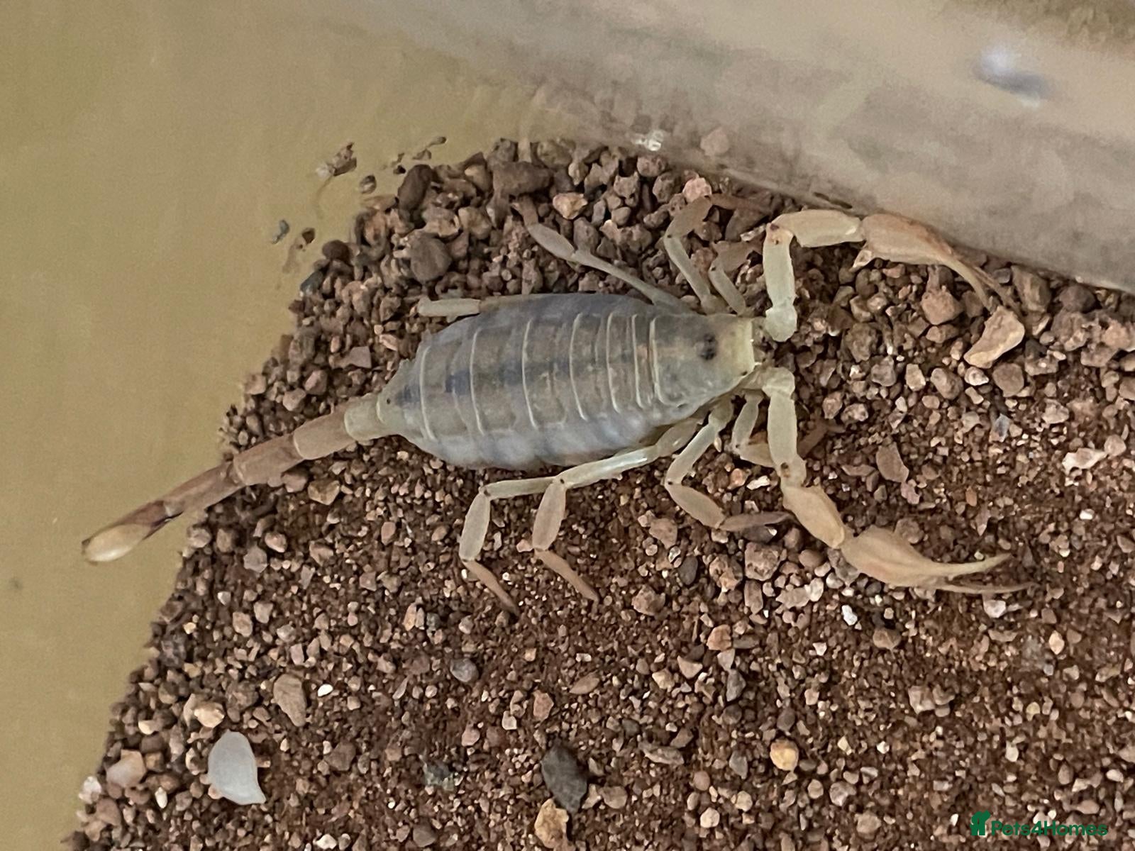 Scorpions invertebrates My Pet Scorpion - Advert 1