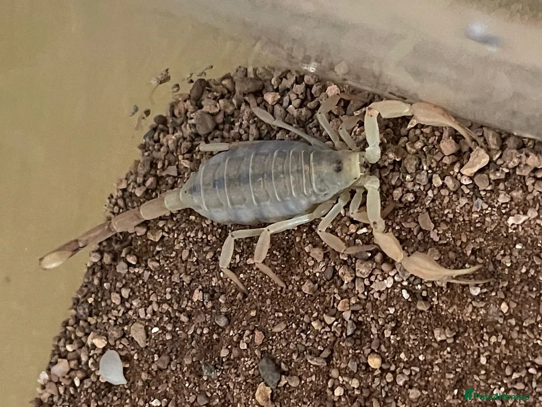 Scorpions invertebrates for sale: My Pet Scorpion - Advert 1