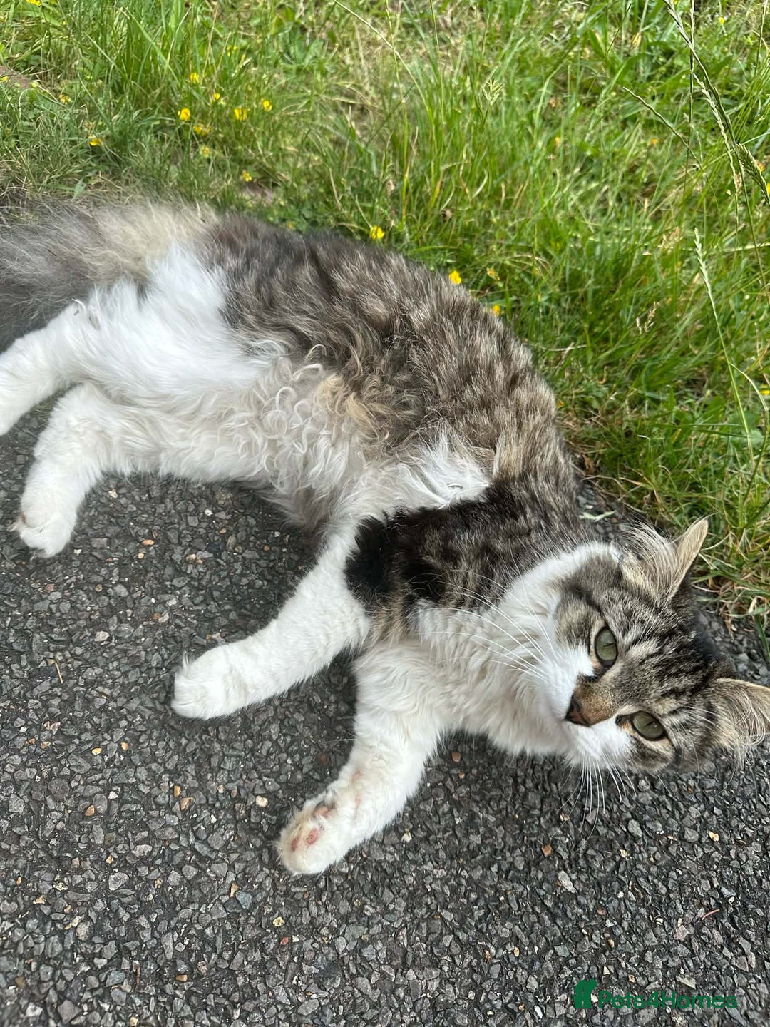 Mixed Breed cats for sale: 4 Kittens for sale - Advert 1