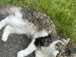 Mixed Breed cats 4 Kittens for sale - Advert 6