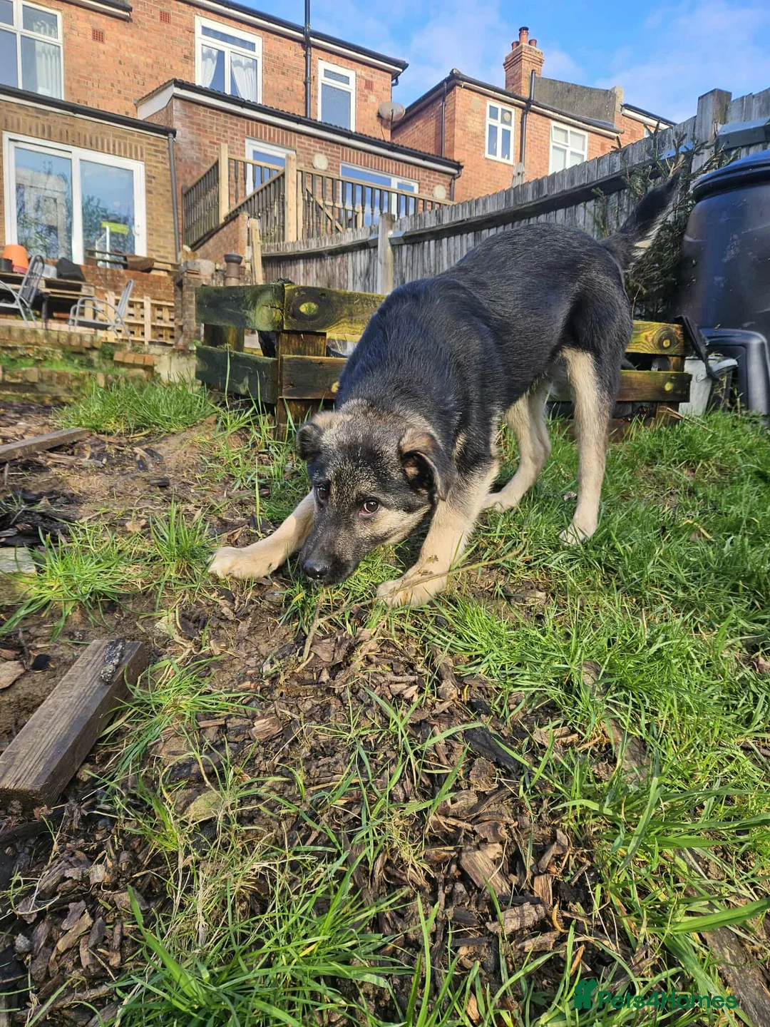 Mixed Breed dogs for adoption: Roquefort for Adoption!  - Advert 9