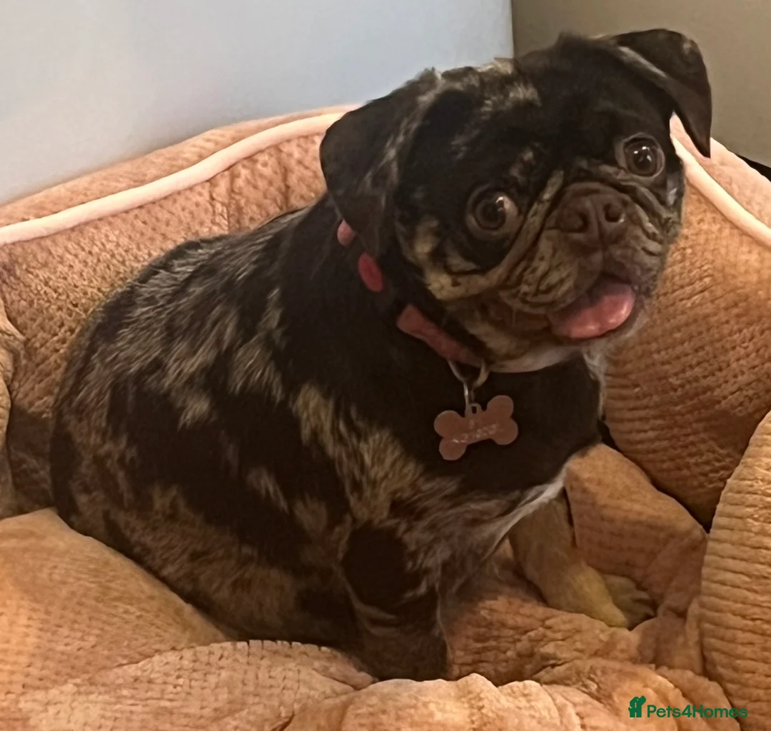 Pug dogs for sale: Beautiful Chocolate Merle female  - Advert 7