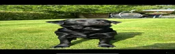 Labrador Retriever dogs for stud: BLACK LAB STUD DOG AVAILABLE – RALPH  in Bishop's Stortford - Advert 1