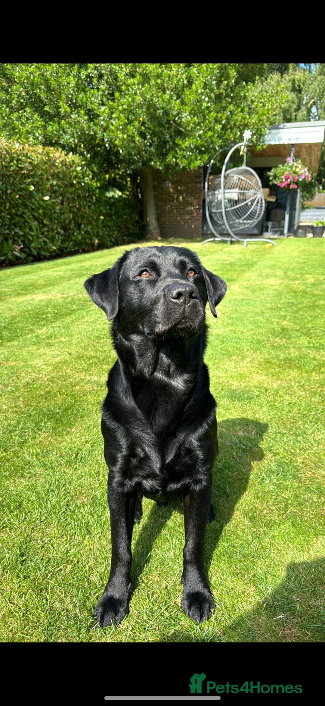 Labrador Retriever dogs for stud: BLACK LAB STUD DOG AVAILABLE – RALPH  in Bishop's Stortford - Advert 1