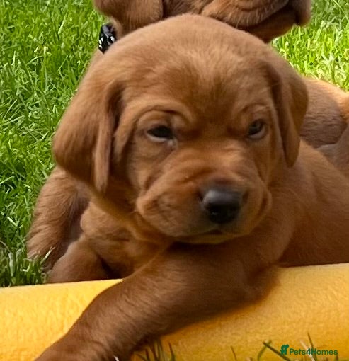 Labrador Retriever dogs KC registered Fox Red Labrador puppies. - Advert 2