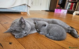 British Shorthair cats for sale: 1 Amazing Female Kitten - Image 9