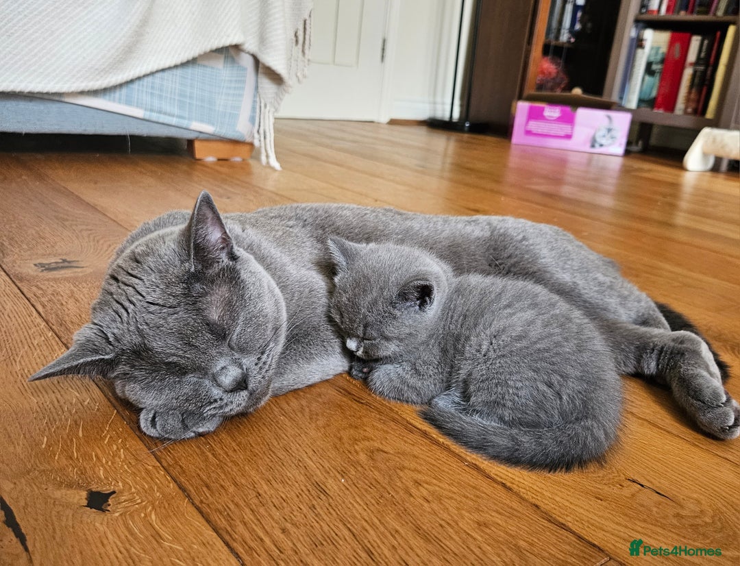British Shorthair cats for sale: 1 Amazing Female Kitten - Image 9