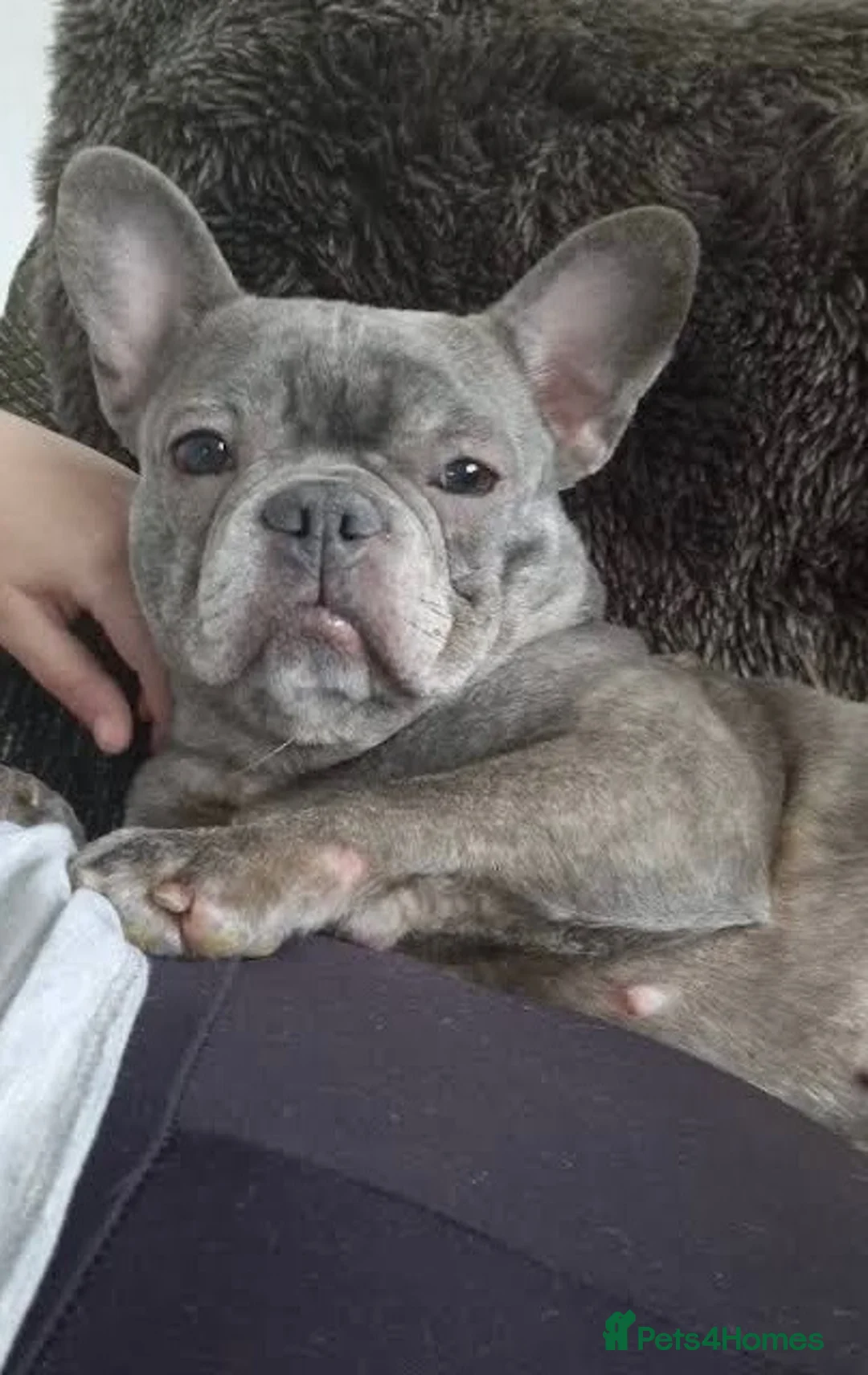 French Bulldog dogs for sale: Grey French Bulldog - Advert 2