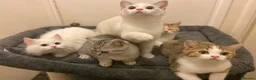 Munchkin cats for sale: Full Pedigree Munchkin Kittens - Advert 19