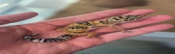 Leopard Gecko reptiles for sale: Female leopard geckos - Advert 4