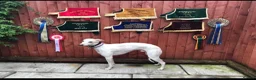 Whippet dogs for stud: Proven Pedigree racing whippet stud  in Alfreton - Advert 8