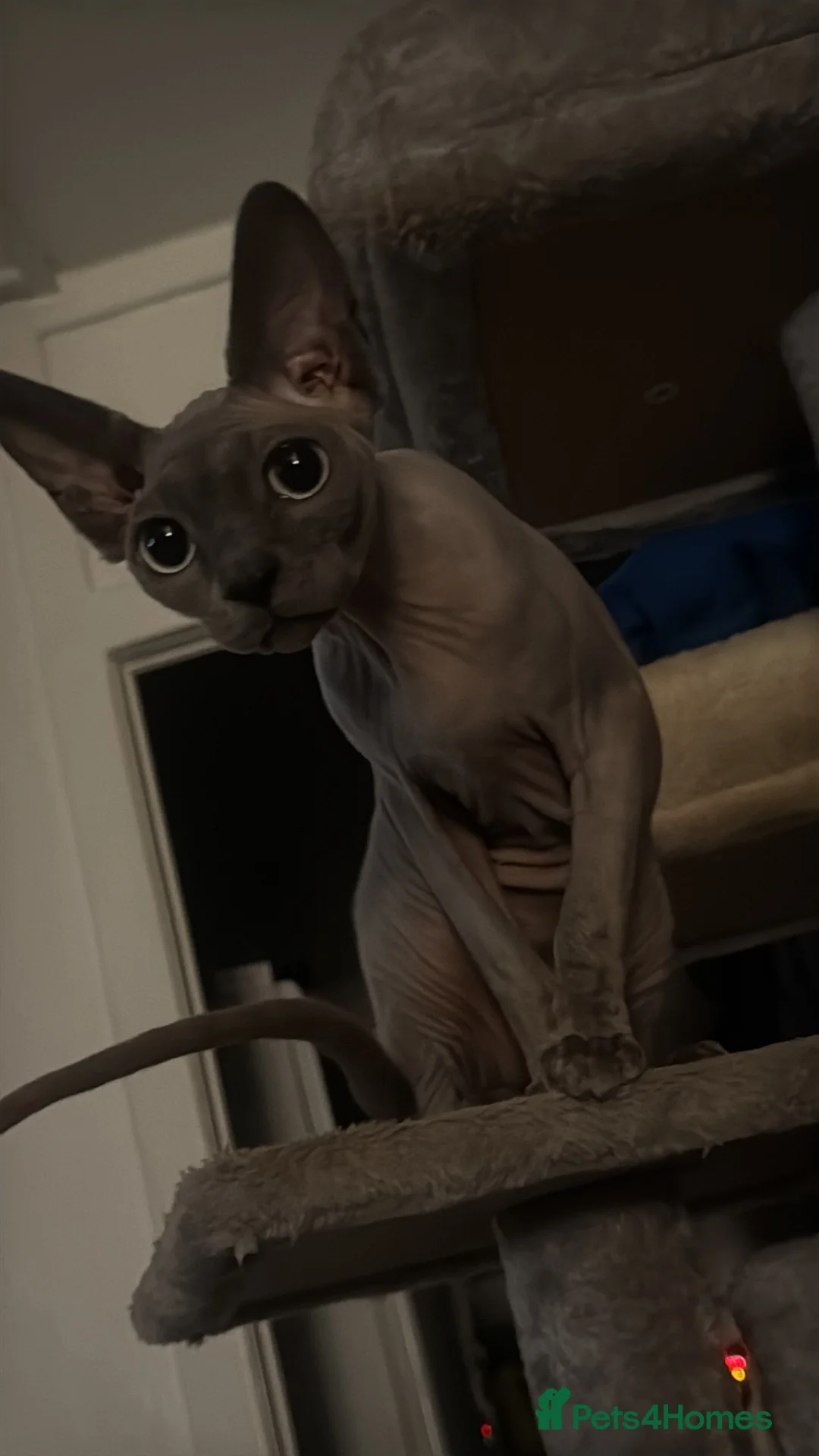 Sphynx cats for stud: Looking for a full pedigree male sphynx in Glasgow - Advert 5