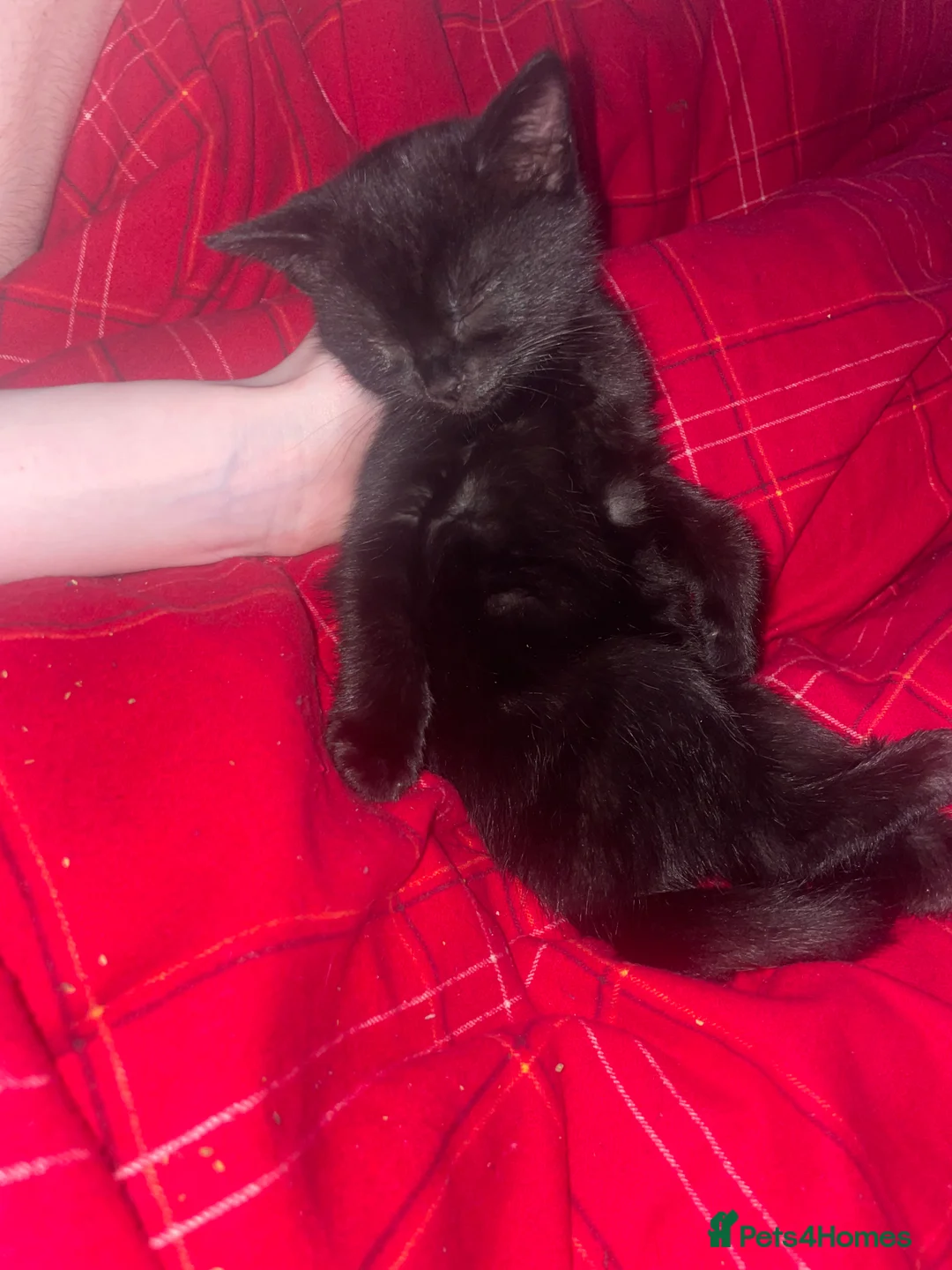 Mixed Breed cats for sale: 3 Month Old Kitten - Advert 4