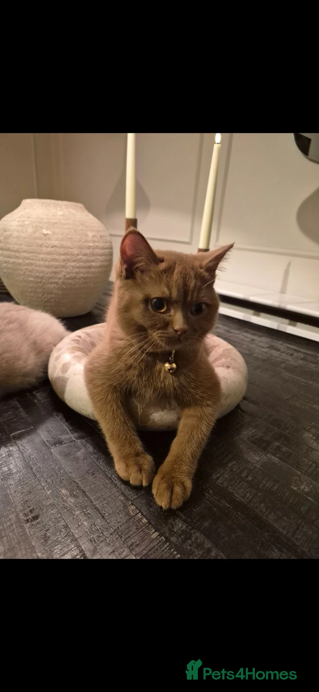 British Shorthair cats for sale: Fawn and Cinnamon BSH Boys in Uxbridge - Advert 6
