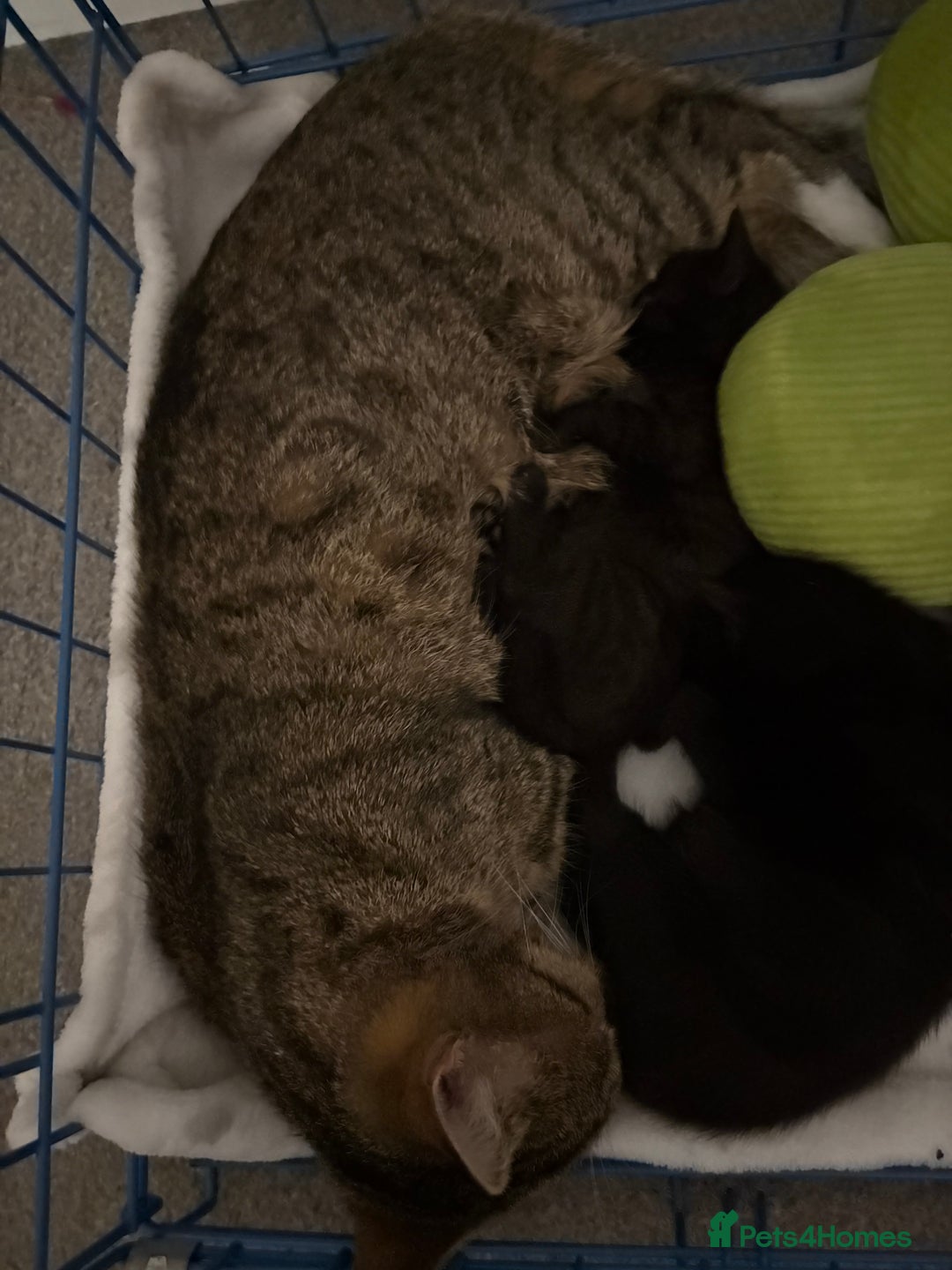 Mixed Breed cats for sale: girl kitten ready to go  - Advert 21