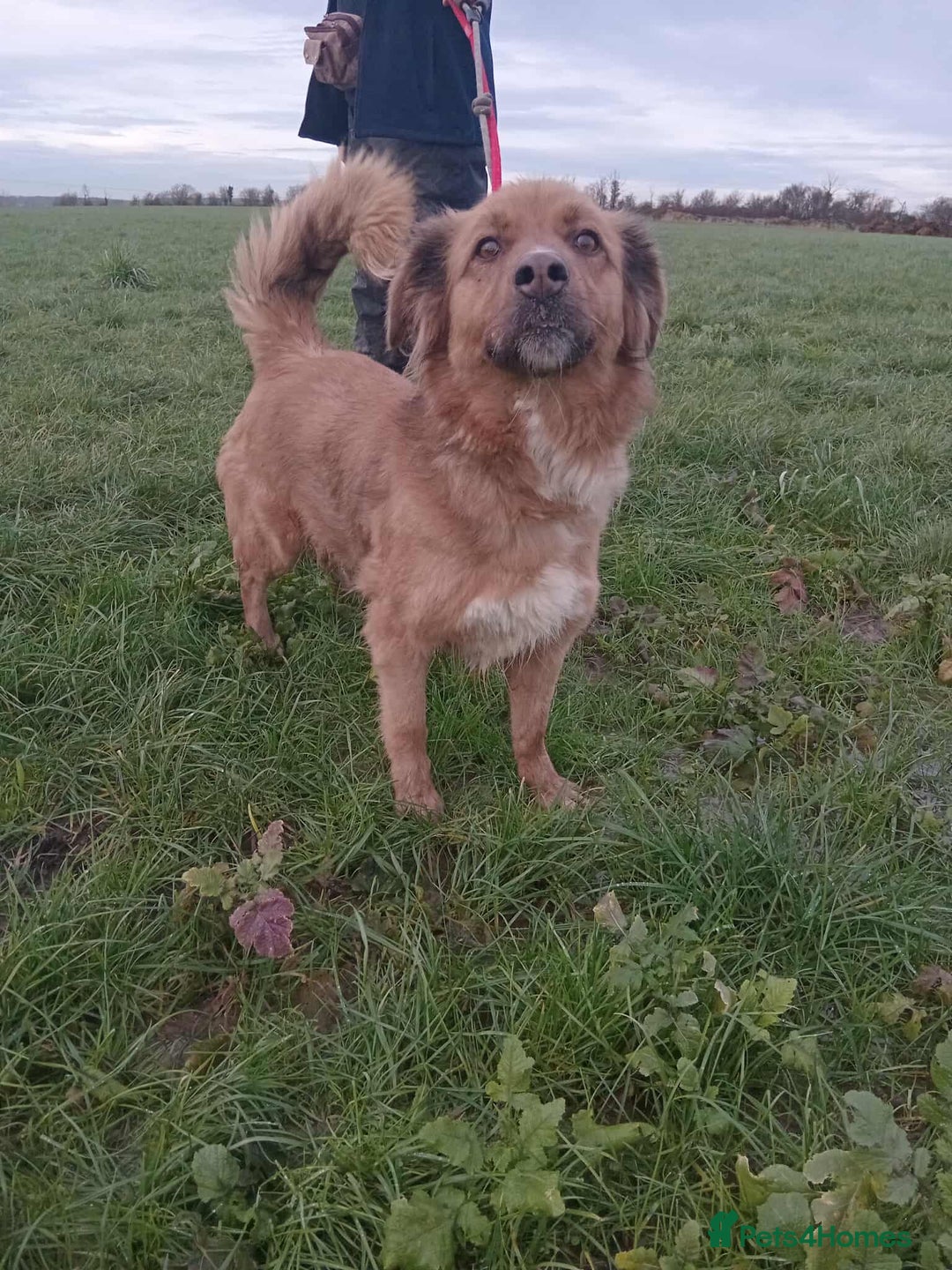 Mixed Breed dogs for adoption: GINNY - Advert 2