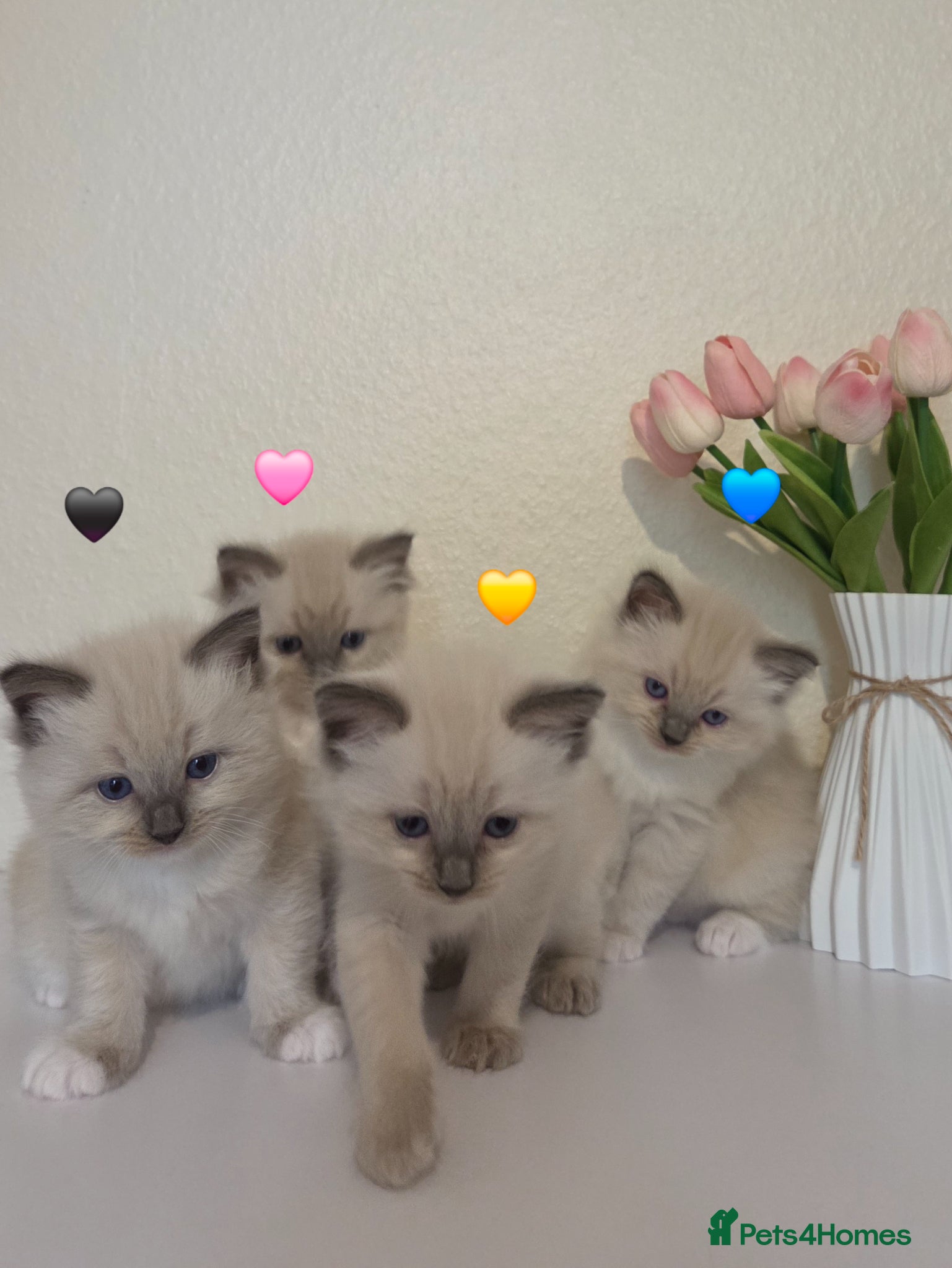 Ragdoll cats Fluffy Blue-Eyed Ragdoll Kittens - Advert 12