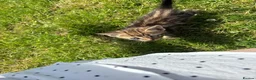 Mixed Breed cats for sale: 11 Tabby / Black kittens. Ready to leave. in Liversedge - Advert 5