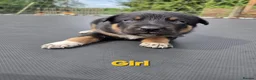 Mixed Breed dogs for sale: Beautiful kelpie cross Austrian cattle dogpuppies. in Warwick - Advert 3