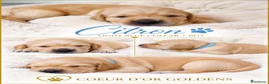 Golden Retriever light blue