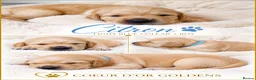 Golden Retriever dogs for sale: KC Golden Retriever from Health Tested Parents - Advert 14