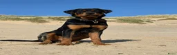 Rottweiler dogs for sale: Regrettable sale - Advert 10