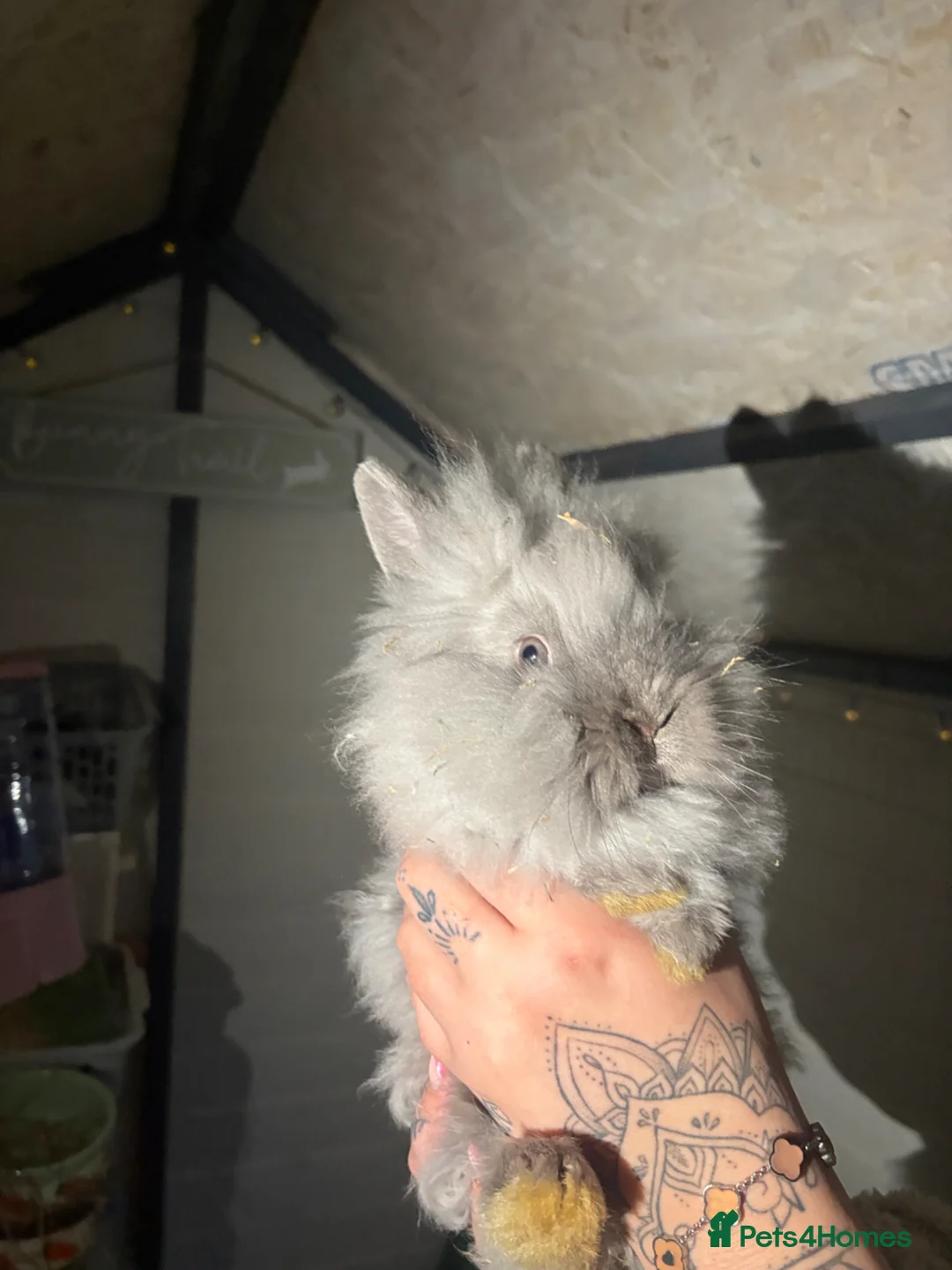 Lionhead rabbits for sale: 2 lionhead girls  - Advert 1