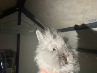 Lionhead rabbits 2 lionhead girls - Advert 1