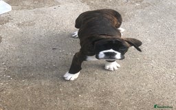 Boxer dogs for sale: Brindle/white boxer girl  - Image 12