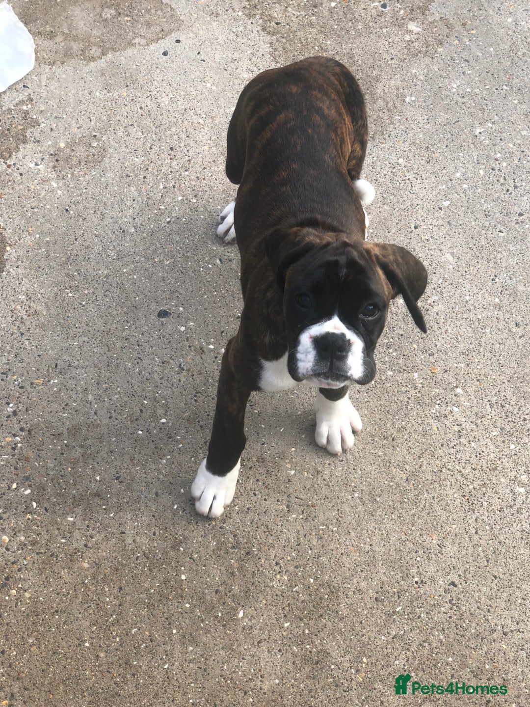 Boxer dogs for sale: Brindle/white boxer girl  - Image 12