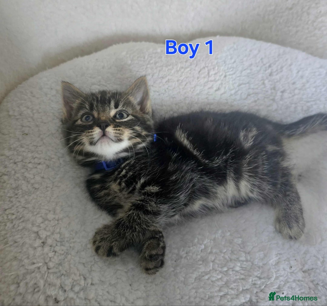 Maine Coon cats for sale: Adorable kittens Maine coon  - Image 3
