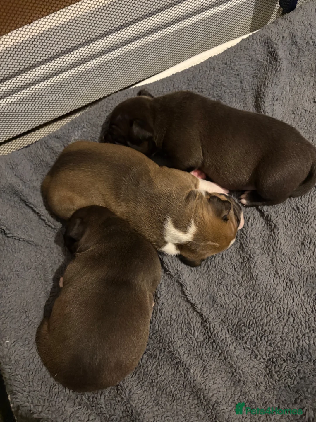 Mixed Breed dogs for sale: Standard bully x pocket bully in Dunfermline - Advert 15