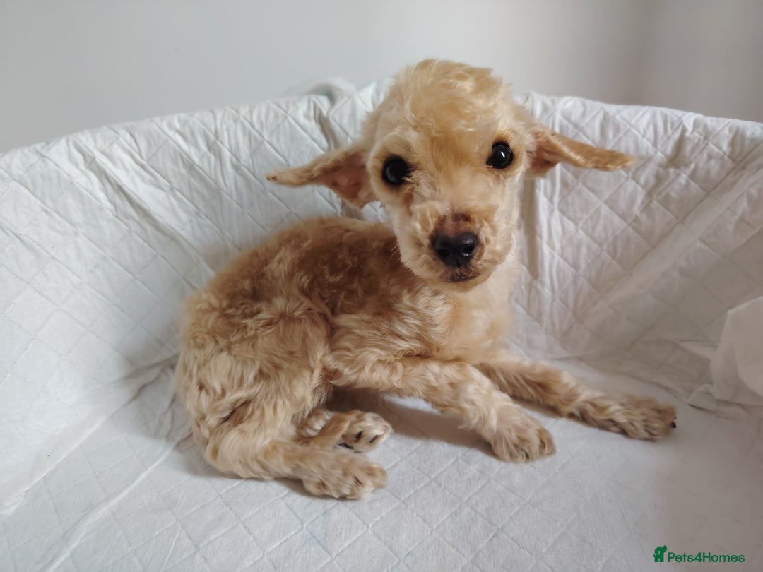 Mixed Breed dogs for sale: Chipoo - Image 11