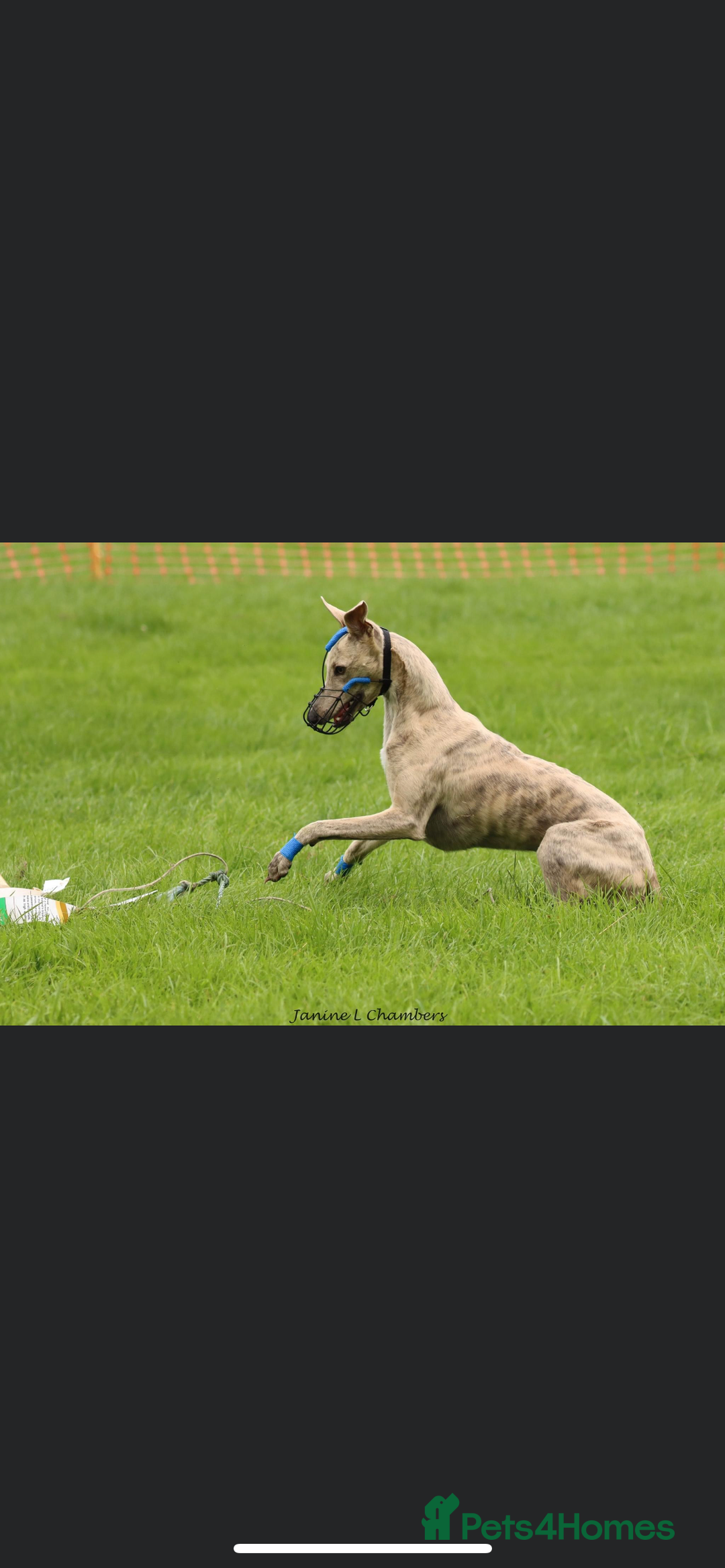 Whippet dogs for stud: KC Registered Blue Brindle for stud in Barnsley - Advert 12