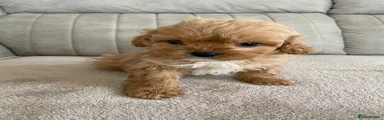 Cavapoo Puppy 1