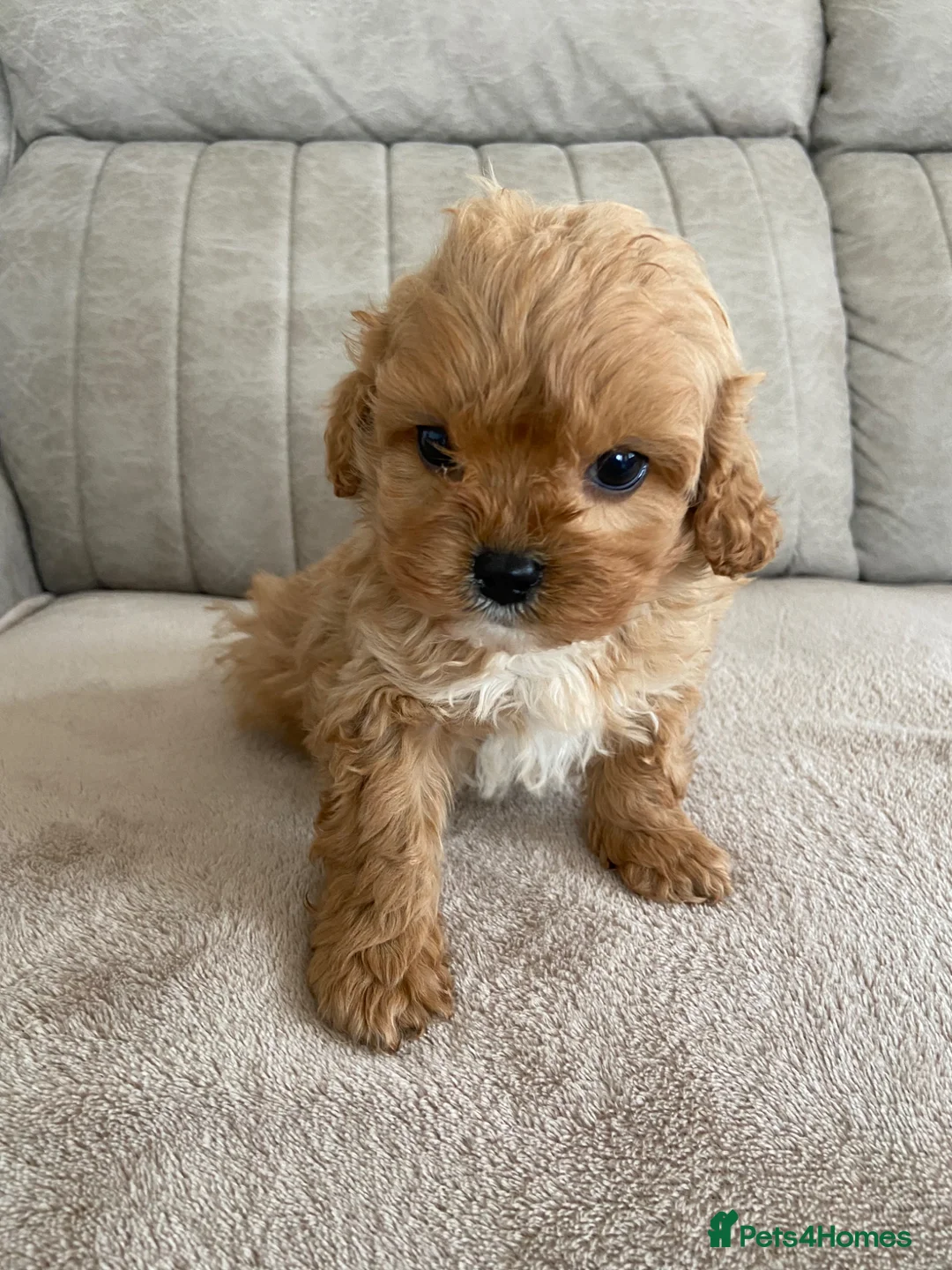 Cavapoo dogs for sale: F1 Cavapoo health tested  - Advert 9