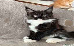 Maine Coon cats for sale: Maine coon - Image 6